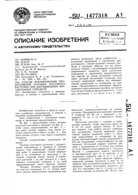 Способ формирования продуктивной головки маточного растения при выращивании вертикальных отводков (патент 1477318)