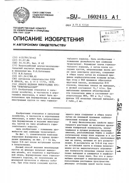 Способ ведения виноградных кустов 