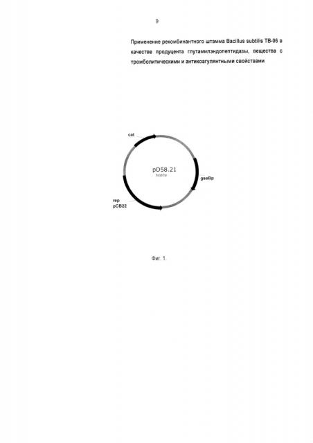 Применение рекомбинантного штамма bacillus subtilis тв-06 в качестве продуцента глутамилэндопептидазы, вещества с тромболитическими и антикоагулянтными свойствами (патент 2611378)