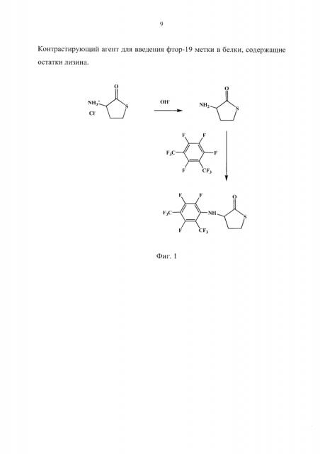 Контрастирующий агент для введения фтор-19 метки в белки, содержащие остатки лизина (патент 2599500)