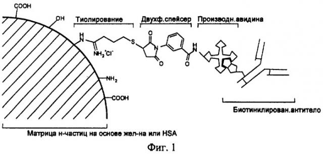 Система-носитель в форме наночастиц на основе протеина для клеточно-специфического обогащения действующих лекарственных веществ (патент 2388463)