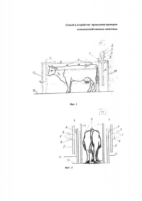 Способ и устройство проведения промеров сельскохозяйственных животных (патент 2629282)