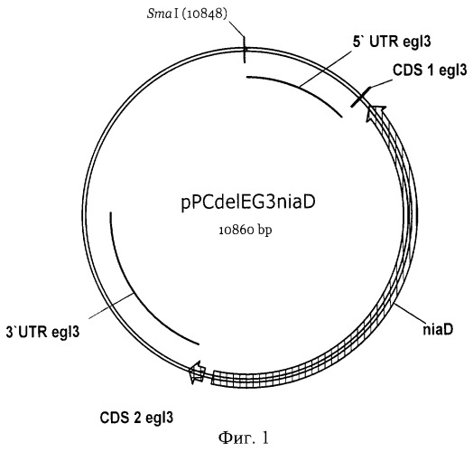 Штамм гриба penicillium canescens - продуцент секретируемой эндо-(1-4)-бета-ксиланазы (патент 2293115)