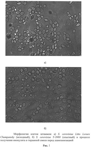 Штамм дрожжей saccharomyces cerevisiae для производства шампанского (патент 2526493)