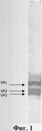 Штамм virus hepatitis a hominis для приготовления вакцинных и диагностических препаратов (патент 2306336)