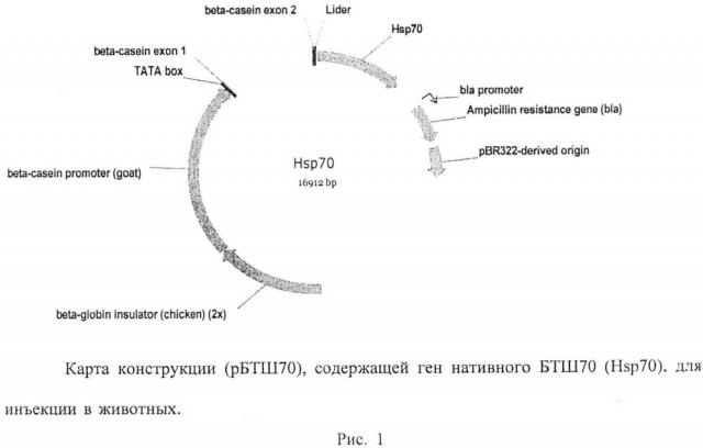 Генетическая конструкция рбтш70 для экспрессии основного человеческого стресс белка в молоке трансгенных животных (патент 2644663)