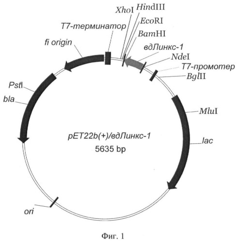 Рекомбинантная плазмидная днк pet22b(+)/вд-линкс1, кодирующая белок со свойствами линкс1, и штамм бактерий escherichia coli bl21(de3)/pet22b(+)/вд-линкс1-продуцент белка со свойствами линкс1 человека (патент 2404246)