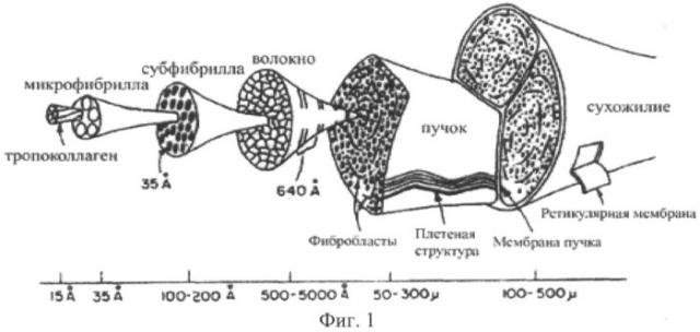 Биокомпозиты и способы их получения (патент 2500432)