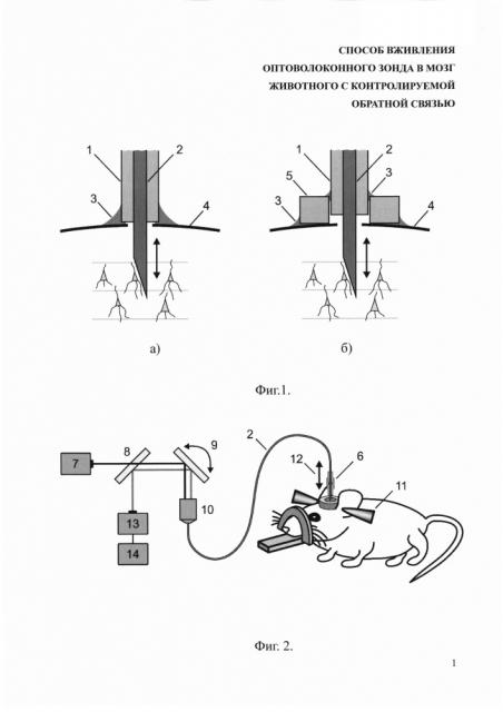 Способ вживления оптоволоконного зонда в мозг животного с контролируемой обратной связью (патент 2653815)