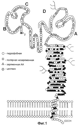 Рекомбинантная плазмидная днк p30ne2, кодирующая 181-аминокислотный n-концевой фрагмент гликопротеина e2 вируса классической чумы свиней и обеспечивающая его экспрессию в клетках бактерий e.coli (патент 2250263)