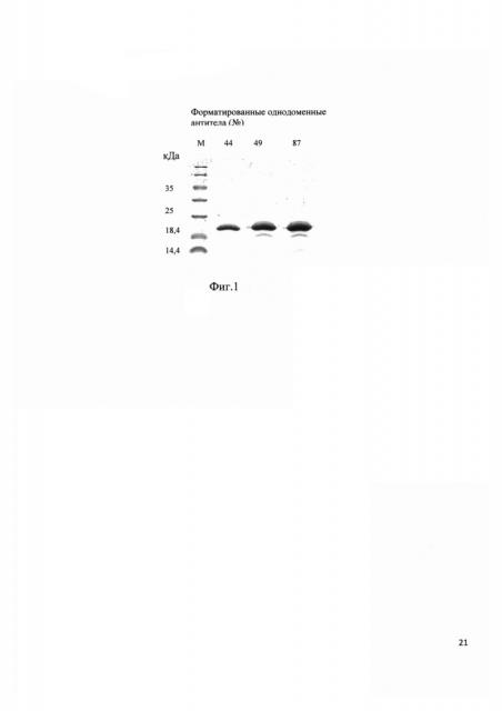 Рекомбинантные однодоменные антитела, специфически связывающие интерлейкин-6 человека, способ их получения и использования для детекции этого белка (патент 2603269)