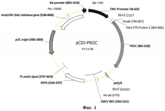 Экспрессионная плазмидная днк pcid-proc, кодирующая протеин с человека, и клеточная линия dg-cid-proc-1, продуцирующая рекомбинантный протеин с человека (патент 2469093)