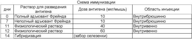 Штамм гибридных клеток животного mus musculus l.- продуцент моноклональных антител для выявления белка vp40 вируса эбола, субтип заир (штамм mainga) (варианты), моноклональное антитело, продуцируемое штаммом (варианты), и набор для иммуноферментной тест-системы формата "сэндвич" для выявления белка vp40 вируса эбола, субтип заир (штамм mainga) (патент 2395577)