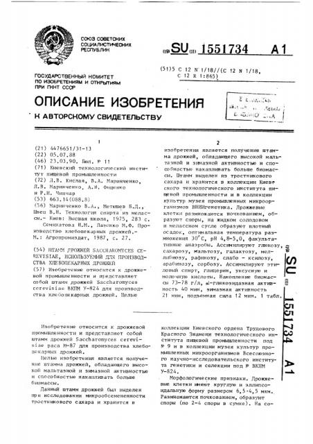 Штамм дрожжей sасснаrомyсеs cerevisiae, используемый для производства хлебопекарных дрожжей (патент 1551734)