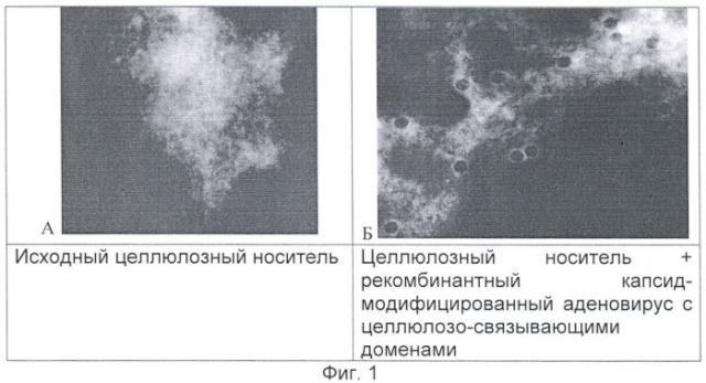 Способ очистки рекомбинантных аденовирусов млекопитающих и человека (патент 2465327)