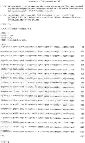 Рекомбинантный штамм бактерий escherichia coli - продуцент янтарной кислоты (варианты) и способ получения янтарной кислоты с использованием этого штамма (патент 2528056)