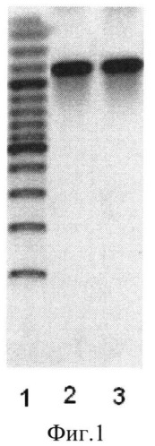 Рекомбинантный штамм бактерий bacillus licheniformis - продуцент термостабильной липазы (патент 2500812)