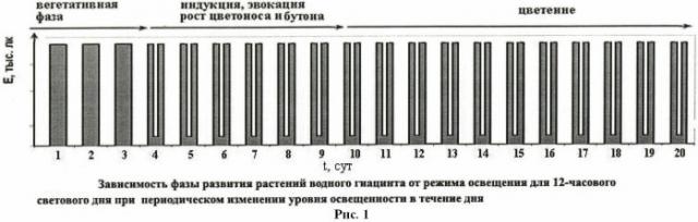 Способ перевода растения водного гиацинта (eichhornia crassipes) из вегетативной фазы в репродуктивную (патент 2460280)