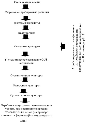 Способ получения клеточной суспензионной культуры трансгенного табака nicotiana tabacum l., содержащего ген uida (патент 2519652)