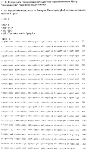 Термостабильная липаза из бактерии thermosyntropha lipolytica, активная в щелочной среде (патент 2508402)