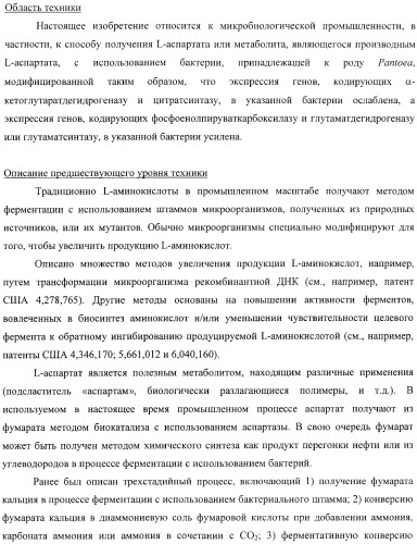 Бактерия, принадлежащая к роду pantoea, - продуцент l-аспартата или метаболита, являющегося производным l-аспартата, и способ получения l-аспартата или метаболита, являющегося производным l-аспартата (патент 2411289)