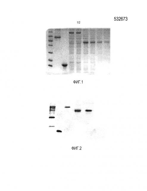 Слитый белок на основе рекомбинантного иммунорегуляторного белка ганодермы и сывороточного альбумина человека, способ его получения, а также его применение (патент 2665802)