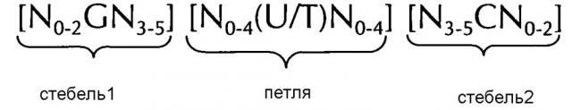 Нуклеиновая кислота, содержащая или кодирующая структуру 