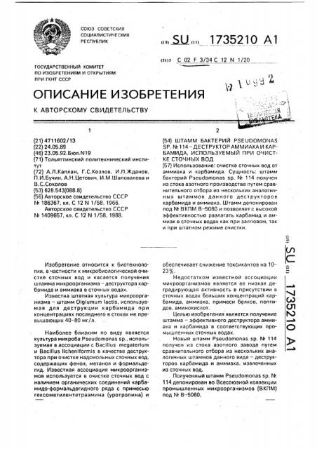 Штамм бактерий рsеudомоnаs sp n114 - деструктор аммиака и карбамида, используемый при очистке сточных вод (патент 1735210)