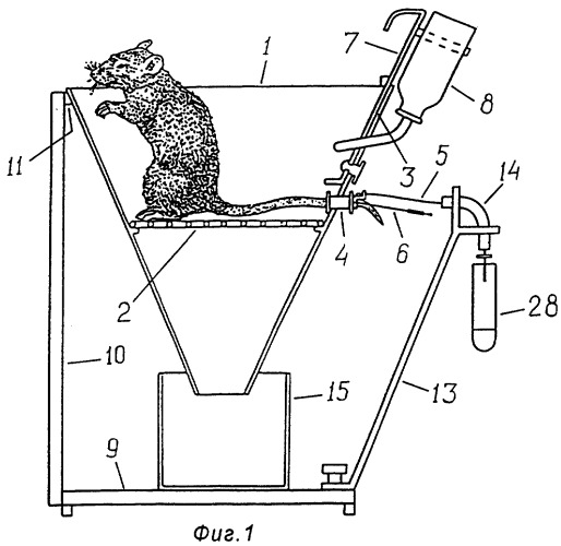 Устройство для получения желчи у крыс в хроническом эксперименте (патент 2282419)