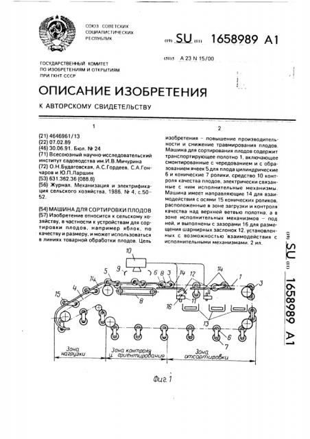 Машина для сортирования плодов (патент 1658989)