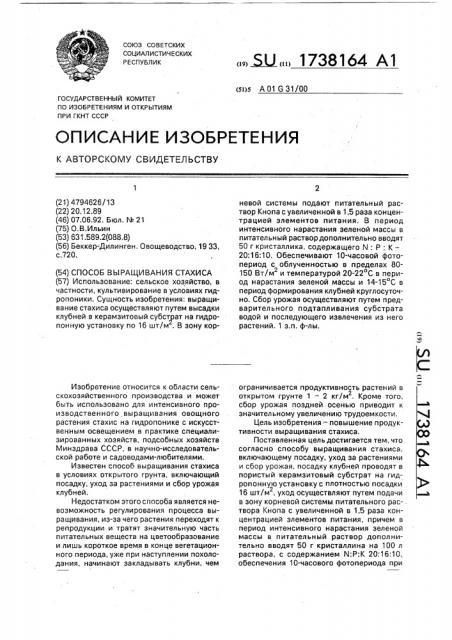 Способ выращивания стахиса (патент 1738164)