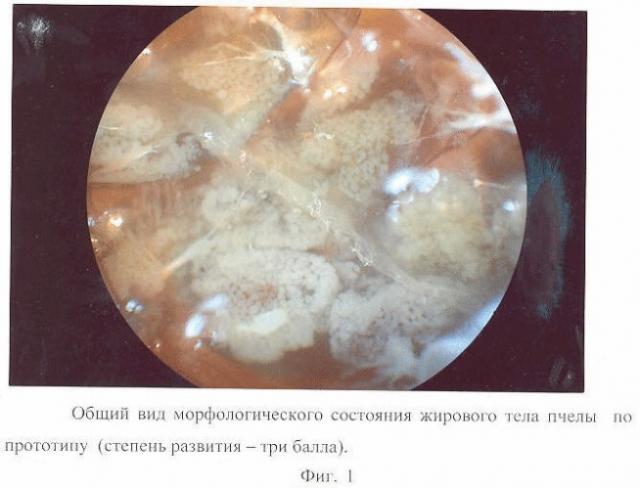 Способ определения степени развития жирового тела пчел (патент 2337648)
