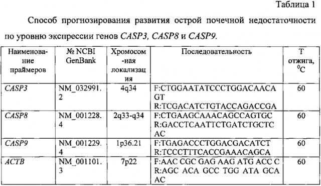 Способ прогнозирования развития острой почечной недостаточности по уровню экспрессии генов casp3, casp8 и casp9 после кратковременной ишемии почки (патент 2599099)