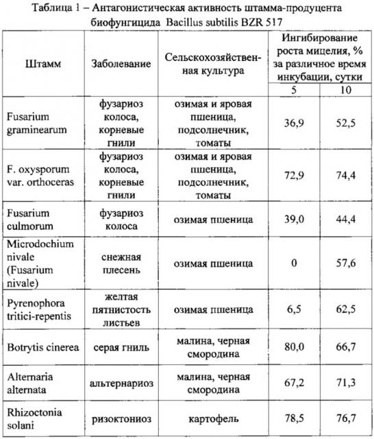 Биофунгицид для защиты сельскохозяйственных культур от болезней и повышения урожайности (патент 2621356)