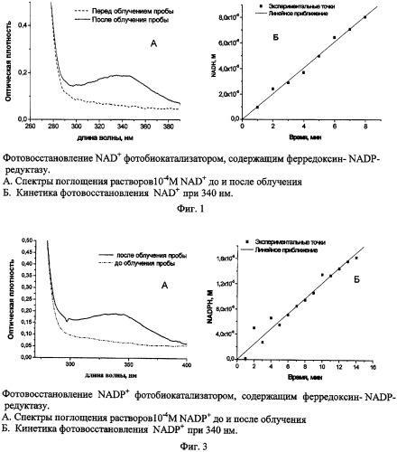 Фотобиокатализатор для получения восстановленных форм никотинамидных коферментов nadh или nadph и фотокаталитический способ получения nadh или nadph (патент 2416644)