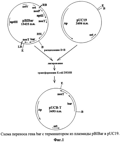 Использование гена мембранной пирофосфатазы бактерии rhodospirillum rubrum для изменения свойств растений (патент 2378379)