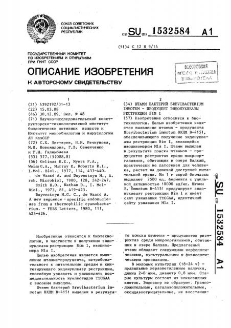 Штамм бактерий вrеviвастеriuм iммотuм - продуцент эндонуклеазы рестрикции в @ 1 (патент 1532584)