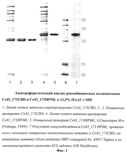 Способ получения иммуногенного рекомбинантного экстраклеточного фрагмента коннексина-43 (патент 2408728)
