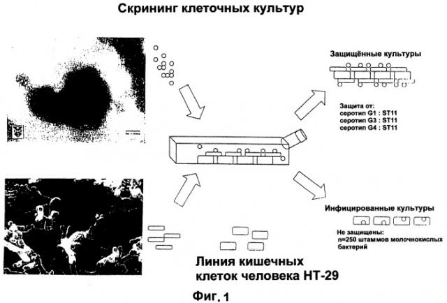 Штамм lactobacillus paracasei cncm i-2116 (ncc 2461), обладающий способностью предотвращать колонизацию кишечника патогенными бактериями, вызывающими диарею, и предотвращать заражение эпителиальных клеток кишечника ротавирусами, пищевой продукт и фармацевтическая композиция для профилактики и/или лечения заболеваний, связанных с диареей (патент 2247569)