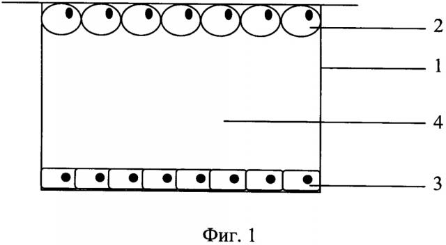Способ совместного культивирования зрелых адипоцитов с клетками крыс (патент 2646122)