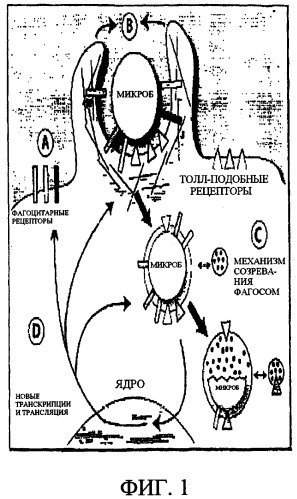 Способы модулирования рецепторов клеточных поверхностей для предотвращения или снижения воспаления (патент 2431845)