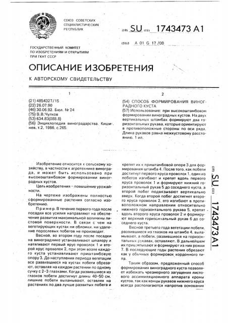 Способ формирования виноградного куста (патент 1743473)