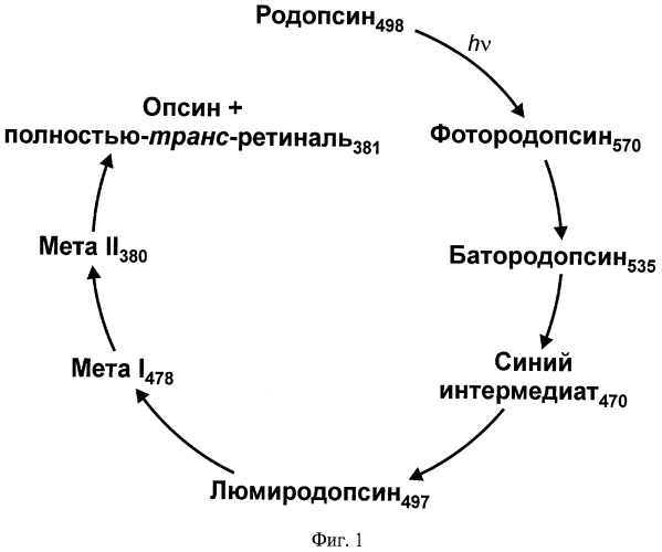 Способ фотопереключения ретинальсодержащего белка и оптический логический элемент на его основе (патент 2420773)