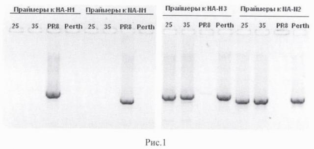 Вакцинный штамм вируса гриппа а(н3n2)-а/8/perth/16/2009 для производства инактивированной гриппозной вакцины (патент 2458124)