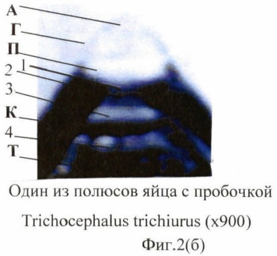 Способ прижизненной дифференциальной диагностики зооноза trichocephalus trichiurus и trichocephalus suis по микроструктуре яиц (патент 2464560)