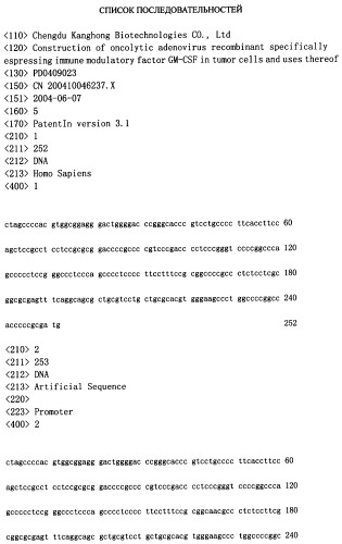 Конструирование рекомбинанта онколитического аденовируса, специфически экспрессирующего иммуномодуляторный фактор gm-csf в опухолевых клетках, и его применение (патент 2361611)