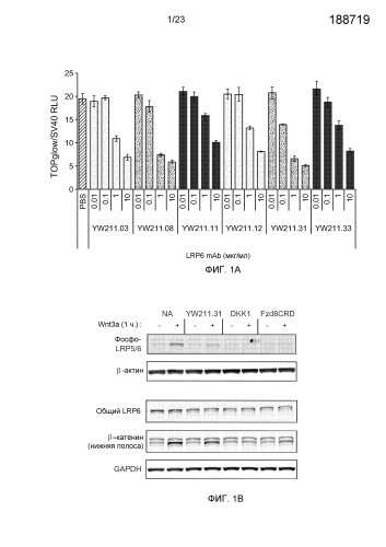 Анти-lrp6 антитела (патент 2587625)