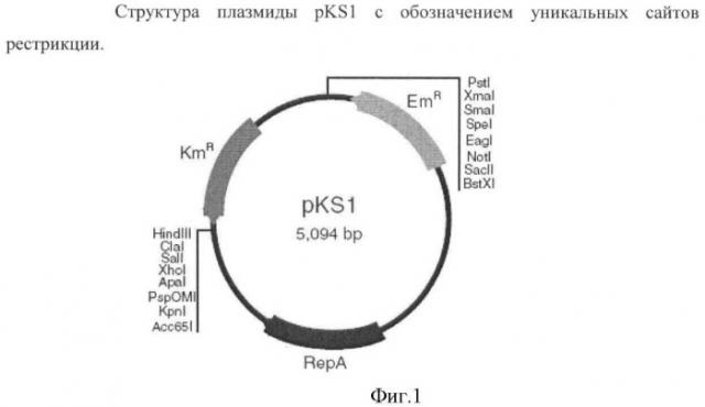 Способ получения пуриновых рибонуклеозидов и рибонуклеотидов (патент 2422510)