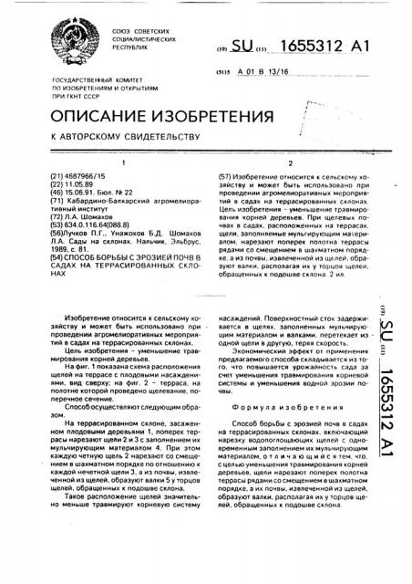 Способ борьбы с эрозией почв в садах на террасированных склонах (патент 1655312)