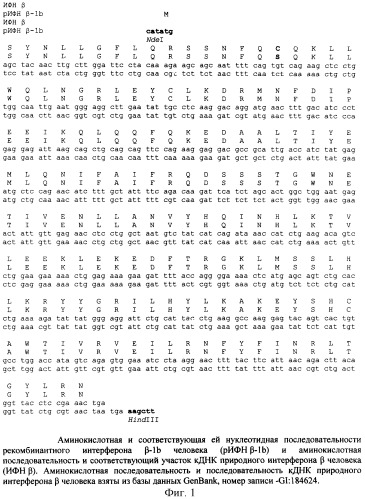 Рекомбинантная плазмидная днк pes6-1, кодирующая полипептид интерферон бета-1b человека, и штамм escherichia coli bdees6 - продуцент рекомбинантного интерферона бета-1b человека (патент 2261913)
